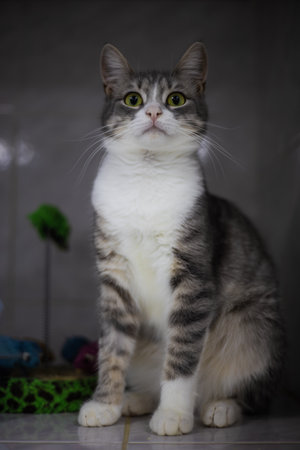A grey and white cat sits in a cage, looking up with wide eyes, showing a moment of feline vulnerability in a clinical setting.の写真素材