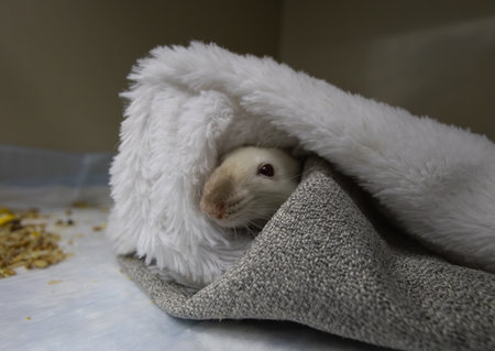 A white lab rat seeks comfort and security in the soft folds of a blanket on a table, perhaps during a veterinary exam or scientific research. A cute rat at a veterinary clinic.の写真素材