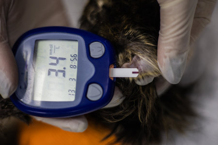 Veterinarian wearing gloves measuring blood glucose levels of a cat during a thorough medical examination in a veterinary clinic, ensuring proper health monitoring and care.の写真素材