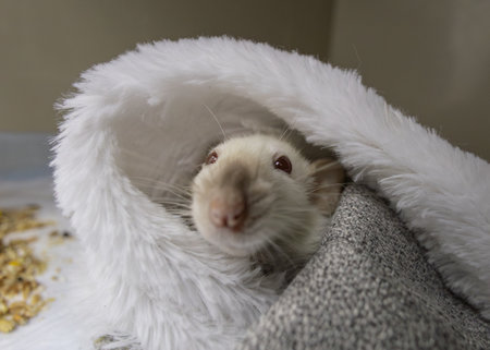 Close-up of a white domestic fancy rat peering out from a fluffy white blanket, evoking themes of veterinary care, pet comfort, and the unique bond between humans and animals.の写真素材