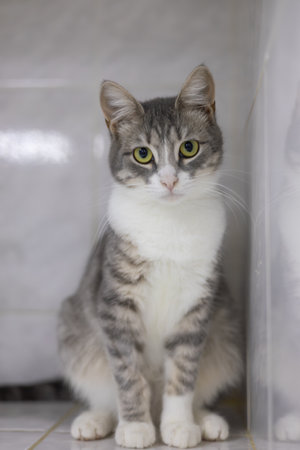 A gray and white cat sits calmly in a cage at a veterinary clinic, waiting for an examination or treatment, demonstrating the concept of health and welfare of pets. Cat in a veterinary hospital.の写真素材