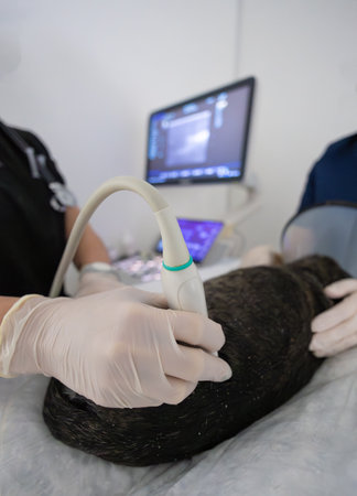 A veterinarian wearing gloves uses an ultrasound scanner on a dog in a veterinary clinic, another veterinarian holds the dog, and a monitor showing an ultrasound image is shown in the background.の写真素材