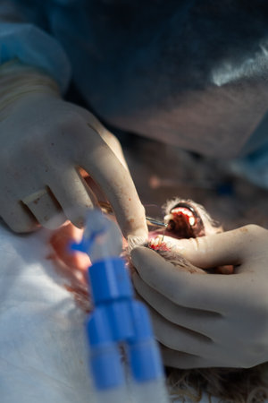 Veterinarian wearing surgical gloves performing dental surgery on an anesthetized dog inside a veterinary clinic, using specialized tools and an endotracheal tube for safe anesthesia administration.の写真素材