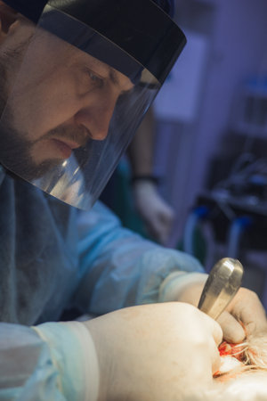 A veterinarian wearing a surgical mask and gloves performs a surgical operation on an animal in the...