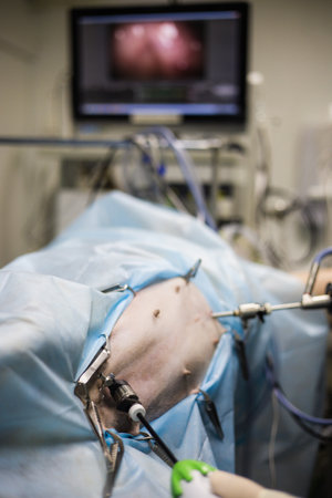 Veterinarian performing laparoscopic surgery on a dog, using specialized instruments and a monitor displaying internal organs, ensuring minimally invasive procedure in modern veterinary clinic.の写真素材