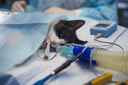 Cat undergoing surgery. A cat undergoing surgery at a veterinary clinic lies on the operating table with an anesthetic mask and equipment, highlighting the importance of veterinary care for pets.の写真素材