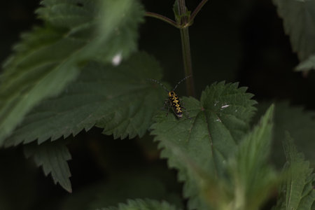Close-up of a longhorn beetle exploring the serrated edges of a stinging nettle leaf, showcasing the intricate details of its body and the vibrant green of its natural habitat.の写真素材