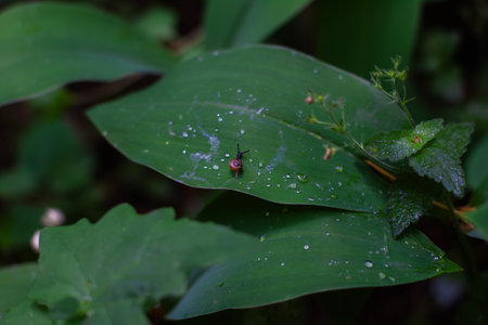 Tiny snail crawling on a vibrant green leaf covered with glistening raindrops, creating a serene and...
