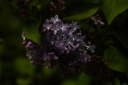 Close-up of delicate purple lilac flowers blooming on a bush in a spring garden, illuminated by soft sunlight, creating a vibrant and colorful display of natures beauty.の写真素材