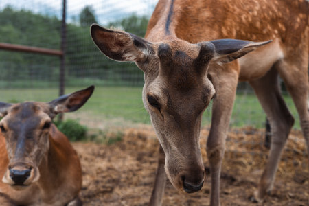 A young deer lowers its head in a fenced wildlife sanctuary. A baby red deer stands next to its...