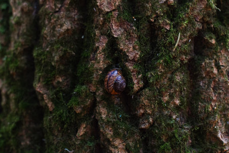 A close-up of a snail slowly crawling along a mossy tree trunk highlighting the complex texture of nature in a tranquil forest environment. Snail crawling along the bark of a tree trunk.の写真素材