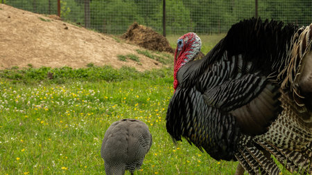 Large turkey and helmeted guineafowl grazing together in a lush green meadow on a farm, savoring the fresh grass and vibrant wildflowers in a peaceful rural setting.の写真素材