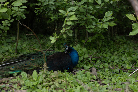 A beautiful peacock rests in the forest, displaying its colorful plumage and long tail feathers, creating a breathtaking scene of wildlife beauty. A male peacock preens its beautiful plumageの写真素材