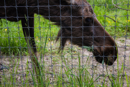 Moose behind the fence in the zoo. The moose is slowly grazing behind a wire mesh fence, enjoying fresh green grass in its body, embodies the calm of wildlife in a protected habitat.の写真素材