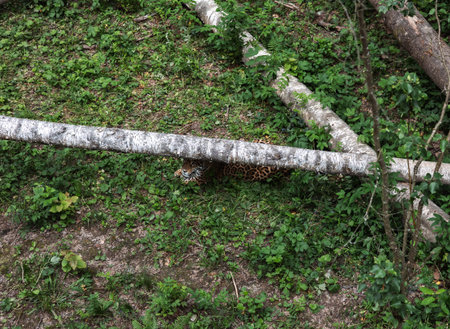 A jaguar rests under a fallen birch tree in a vibrant green forest, showcasing the mesmerizing beauty of wildlife thriving in its natural habitat. A jaguar sleeps in the shade of the tree.の写真素材