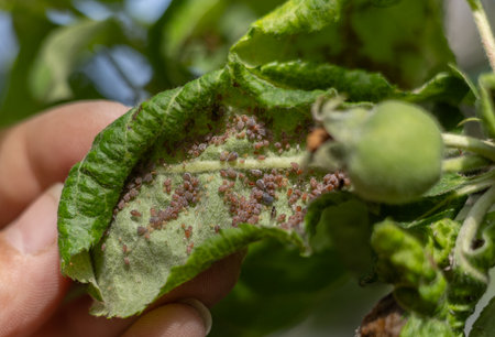 A close-up view of a large colony of pink apple aphid (dysaphis plantaginea) attached to the underside of an apple leaf highlights the pests potential impact on fruit production.の写真素材