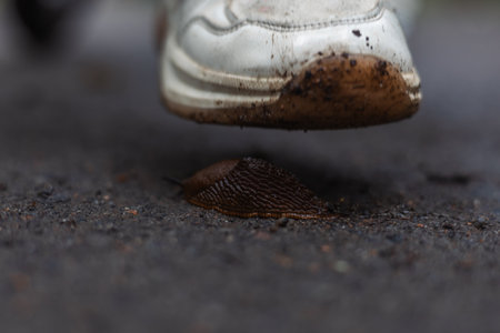 The leg in the crossbar is listed above the slug, crossing the moist asphalt road, creating a sense of inevitable danger and emphasizing the vulnerability of small creatures in urban conditions.の写真素材