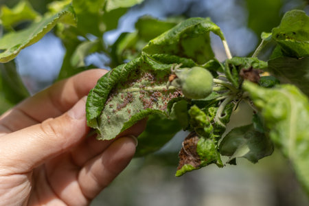 A close-up of a farmer examining an apple leaf infested with a colony of pink apple aphids, highlighting the significant damage these pests cause to fruit trees. Aphids on an apple leaf.の写真素材