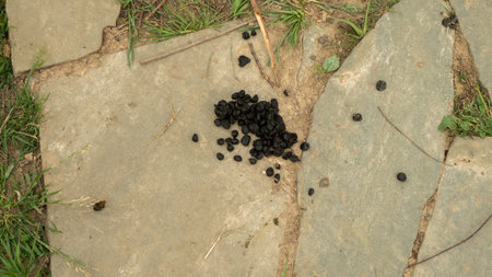 Scattered dark deer droppings dotting a stone pathway, surrounded by lush grass and twigs, create a...