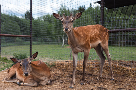 One young noble deer stands, and the other lies on the ground covered with hay, inside the case in the zoo or farm, in the summer in the summer. The family of deer in the aviary of the zoo.の写真素材