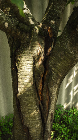 Sunlight illuminates a damaged tree trunk, revealing cracks, decay, and potential disease, highlighting the impact of environmental stress or disease on tree health.の写真素材