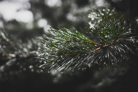 Close-up view of a pine branch adorned with glistening raindrops after a refreshing rain shower,...