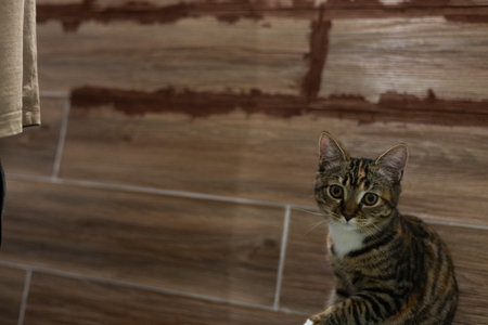 Tabby cat kitten sitting curious and attentive on a tiled wooden wall background, observing home...