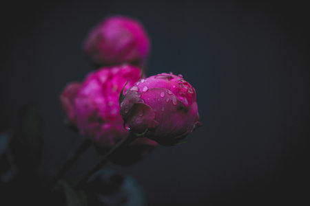 Pink rose bud covered with glistening water drops is seen against a dark background, illustrating...