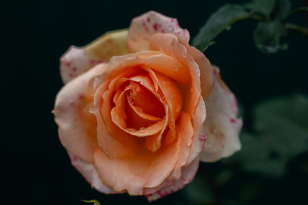 A peach-colored rose with delicate petals and sparkling dewdrops against a dark, somber background symbolizes beauty, freshness, and growth in nature. The captivating beauty of a blooming rose.の写真素材