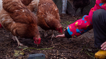 Child extending hand with feed, interacting with brown chickens scratching on the muddy ground, depicting care, sustainability, and respect for animals on a rural homestead.の写真素材