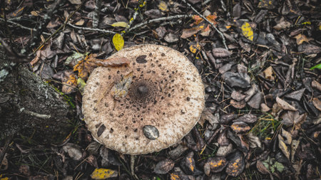 A parasol mushroom with a wide, scaly cap grows on the forest floor covered with dry autumn leaves and twigs, indicating wildlife and seasonal change. A close-up of the parasol mushroom.の写真素材