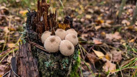 Puffball mushrooms grow in a cluster on a mossy, rotting tree stump in an autumn forest, illustrating the natural cycle of decay and new life. Mushrooms in an autumn forest.の写真素材