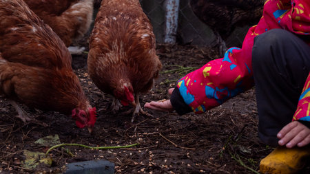 Child hand-feeding brown chickens grain in a rustic farmyard, close-up of gentle interaction and rural childhood connection with animals, simple sustainable country life.の写真素材