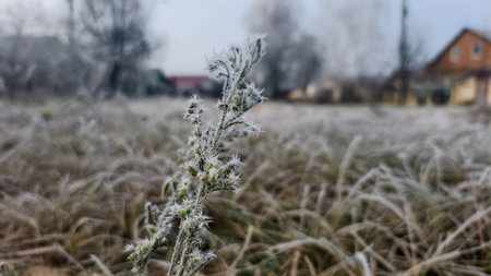 A close-up of frost-covered grass and greenery. Thin ice crystals clinging to the stems. Cool gray-blue tones. Blurred houses in the background. The silence of an early winter morning.の写真素材
