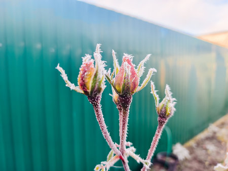 A close-up of frost-covered flower buds near a fence. A view of a city garden early in the morning, revealing delicate frost crystals covering the delicate stems and unopened petals.の写真素材