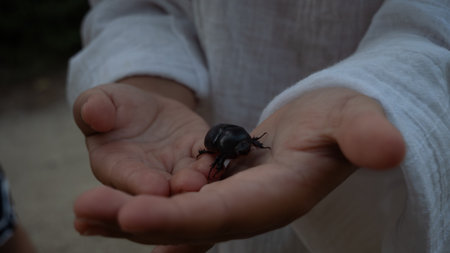A large beetle in a childs small hands. A child carefully holds a large black beetle in their palms, developing curiosity and a connection with nature while exploring the wonders of the insect world.の写真素材