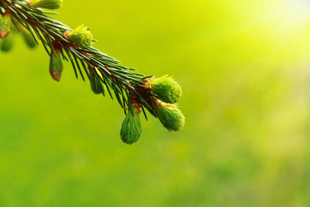 coniferous branch with young shoots