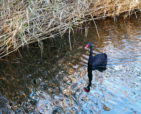 Swan.の写真素材