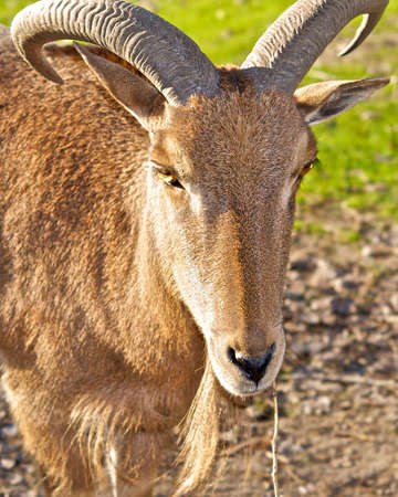 Golden Horn.の写真素材