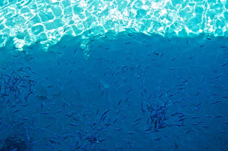Fish flock の写真素材