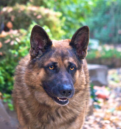 Beautiful dog の写真素材