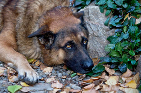 Offended by dog の写真素材