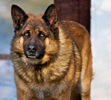 Big, beautiful dog の写真素材