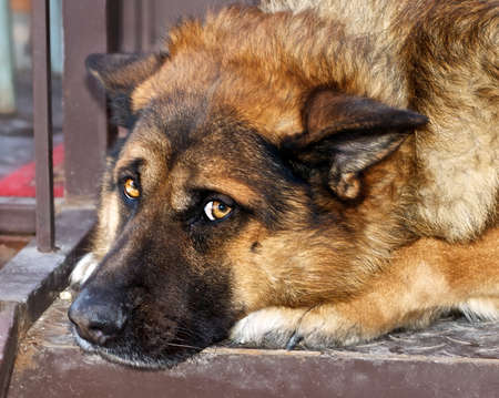 A sad dog の写真素材