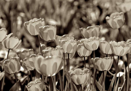 Tulips の写真素材