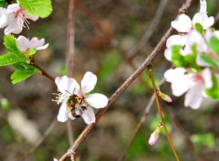 Honey flavor の写真素材