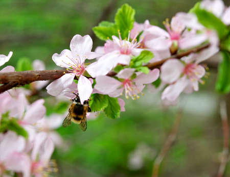 Honey spring の写真素材