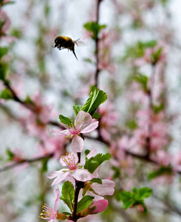 Honey air 