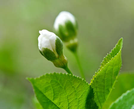 Tenderness of the spring の写真素材