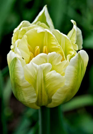 Yellow tulip の写真素材